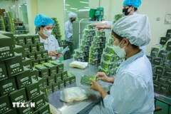 Production de produits à base de plantes chez Lam Dong Pharmaceutical Joint Stock Company. Photo . VNA