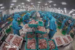Trasformation des poissons Tra pour les exportations. Photo : VNA