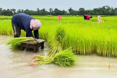 Les exportations de riz thaïlandais devraient connaître une baisse significative cette année