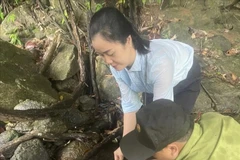 Une tortue à grosse tête rare relâchée dans la nature à Quang Ngai. Photo : VNA