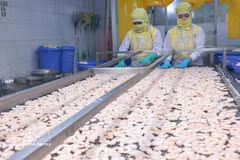 Crevettes transformées pour l'exportation par la société Huy Nam. Photo : VNA 