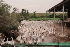 Un élevage de canards dans la ville de Quang Yên, province de Quang Ninh. Depuis le 1er juillet, les éleveurs sont autorisés à emprunter jusqu'à 300 millions de dongs (12 000 dollars) sans garantie. Photo : VNA