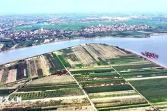 Zone de production agricole concentrée le long du fleuve Rouge, dans la commune de Tan Hung, ville de Hung Yen. Photo : VNA