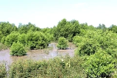 Forêts de mangrove dans le district d'An Bien, province de Kien Giang (Photo : VNA)