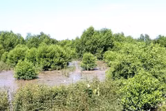 Forêts de mangrove dans le district d'An Bien, province de Kien Giang (Photo : VNA)