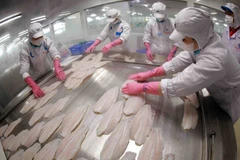 Congélation de filets de poisson-chat destinés à l'exportation dans une usine du groupe Sao Mai. (Photo : VNA)