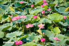 Lotos du lac de l’Ouest (Hô Tây). Photo : Vietnamplus