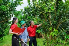 La Banque pour l'agriculture et le développement rural du Vietnam (Agribank) accompagne les agriculteurs dans des programmes de crédit préférentiels. Photo : qdnd.vn