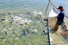 Le secteur du pangasius vietnamien s’affirme comme un pionnier sur la carte mondiale des produits aquatiques. Photo : VNA