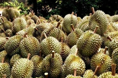 L'Indonésie s'efforce de stimuler l'exportation directe de durian frais vers la Chine. (Photo d'illustration : VNA)