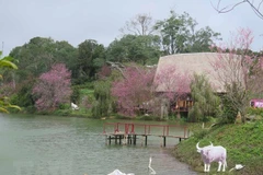 Lac de Dac Ke, destination connue du bourge connue de Măng Đen (Kon Tum). Photo : VNA