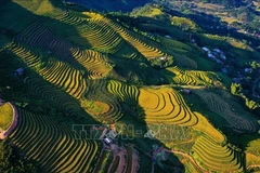 Yên Bái est réputée pour ses paysages époustouflants, son climat agréable toute l’année et la diversité culturelle de ses minorités ethniques. Photo : VNA