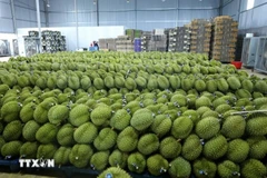 Le durian Dak Lak est estampillé, prêt à être exporté. Photo : VNA