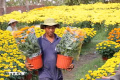 Les villages de fleurs de Vinh Long connaissent une forte demande pendant le Têt (Nouvel An lunaire). (Photo : VNA)