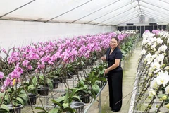 Le modèle de culture d'orchidées high-tech de la coopérative Dan Hoai présente un excellent rapport qualité-prix. Photo hanoimoi.vn