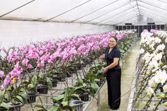 Le modèle de culture d'orchidées high-tech de la coopérative Dan Hoai présente un excellent rapport qualité-prix. Photo hanoimoi.vn