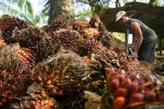 Un ouvrier récolte des régimes de fruits de palmier à huile dans une plantation PT Perkebunan Nusantara IV à Deli Serdang, dans le nord de Sumatra, en Indonésie. Le gouvernement se prépare à mettre en œuvre le programme obligatoire de 50 % de biodiesel (B50) en 2026 pour mettre fin aux importations de diesel. (Photo : Antara)