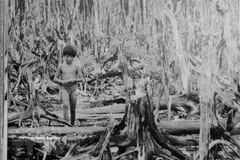 L’agent orange/dioxine déversé par l’armée américaine dans le Sud du Vietnam a détruit l’environnement et les cultures, laissant des conséquences qui perdurent jusqu’à aujourd’hui. Photo : Archives/VNA