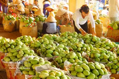 Les mangues de Dông Tháp sont aujourd'hui exportées vers de nombreux pays à travers le monde. Photo : VNA