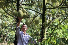 Récolte de durians dans la province de Tiền Giang. Photo : VNA