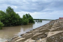 À Ca Mau, une digue maritime protège les forêts côtières, contribuant à la formation de vasières et à la réduction de l'érosion. (Photo : VNA)