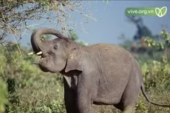 L'Indonésie franchit une nouvelle étape dans la conservation des éléphants