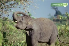 L'Indonésie franchit une nouvelle étape dans la conservation des éléphants