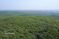 Le Vietnam compte plus de 900 000 hectares de plantations d'hévéas, dont plus de 60 % sont exploitées par de petits exploitants. Photo VNA/VNS