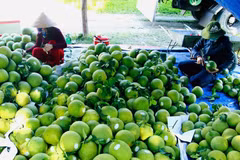 Le Vietnam vise 65 milliards de dollars d’exportations agricoles en 2025. Photo : VNA