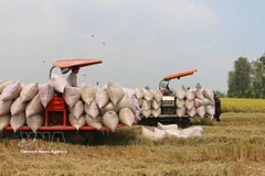 Des agriculteurs récoltent du riz dans la province d'An Giang (Photo : VNA)