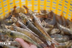La Thaïlande espère reprendre prochainement ses exportations de crevettes vers la Malaisie
