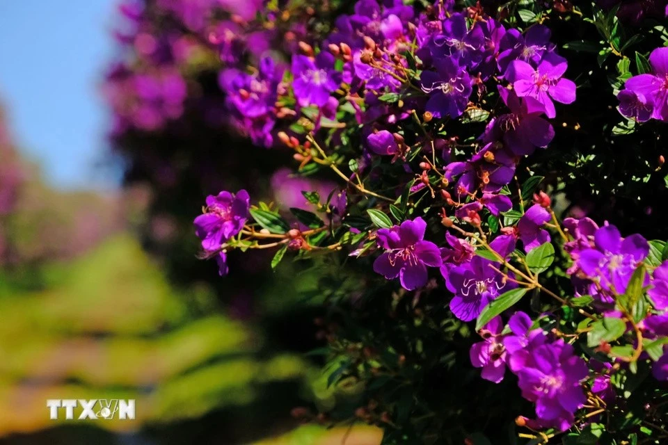 Les fleurs "mua" fleurissent pendant un mois entier. Photo : VNA