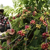 Récolte du café dans le village de Bronngoai, commune d'Ia Pet, district de Dak Doa, province de Dak Nông. La province compte actuellement 142.059 hectares de caféiers. Photo: VNA