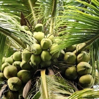 La noix de coco est l’une des spécialités de Bên Tre. Photo: VNP
