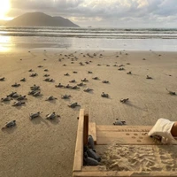 Une expérience émouvante de relâcher des bébés tortues vers la mer. Photo : Six Senses Côn Dao