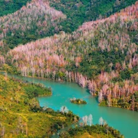 Un coin de la forêt d'érables dans la province de Quang Tri (Centre). Photo: Trân Dinh Duc Hiêu/dulichvietnam.com.vn
