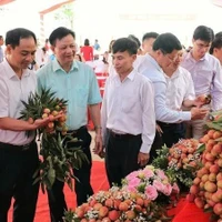 Lors de la conférence sur la coopération en vue de commercialisation de litchis précoces de Tân Yên en 2025. Photo : NDEL