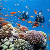 Récifs coralliens riches et diversifiés dans le Parc national de Côn Dao, province de Bà Ria-Vung Tàu (Sud). 