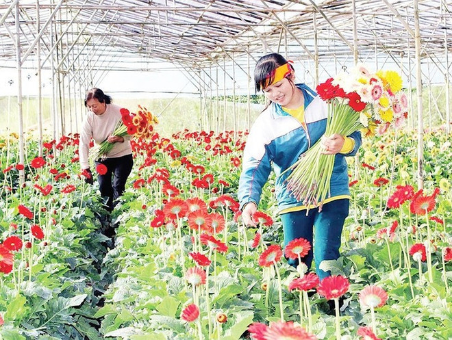 Au village de Thai Phien, le gerbera, fleur emblématique, y est largement cultivé et illustre le savoir-faire local. Photo: NDEL au-village-de-thai-phien.jpg