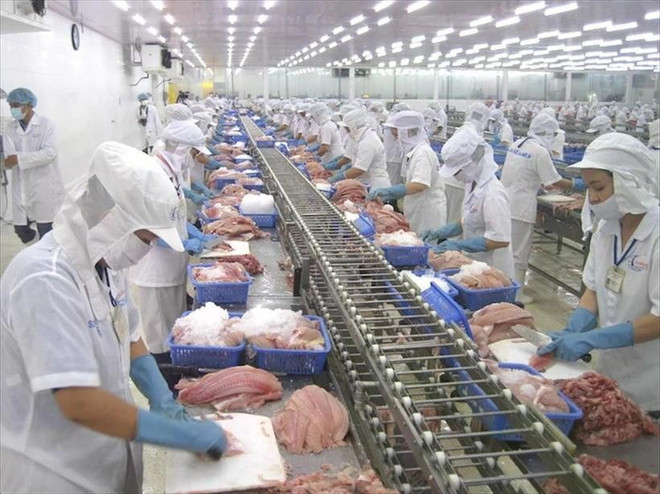 Les exportations de produits agro-sylvo-aquatiques ont totalisé 21,15 milliards de dollars au cours des quatre premiers mois de 2025, soit une hausse de 10,7% par rapport à l’année précédente. Photo : VNA pangasius.jpg