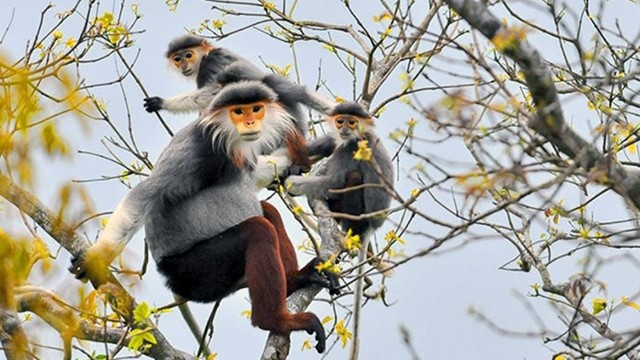 Des doucs à pattes brunes dans le parc national de Cuc Phuong. Photo: tapchimoitruong.vn primates.jpg