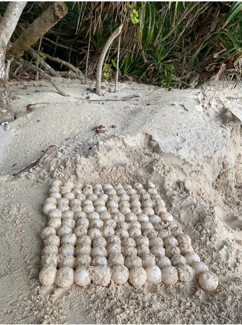 Pendant la haute saison de nidification, des bénévoles participent à des patrouilles pour surveiller les tortues nicheuses et déplacer leurs œufs vers des zones d'incubation sûres sur l'île de Côn Dao. Photo: VNA tortues-oeufs.jpg