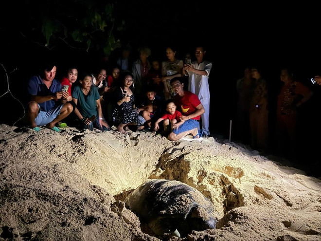 Les touristes aiment participer à la visite pour découvrir les tortues marines en train de pondre leurs œufs. Photo: VNA tortues-marines.jpg