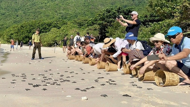 L’activité de relâcher des tortues marines dans la nature attire un grand nombre de visiteurs. Photo : VOV relacher-des-tortues-marines-dans-la-nature.jpg