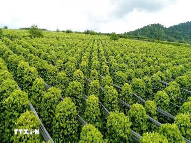 culture-du-poivre-dans-la-province-de-gia-lai.jpg