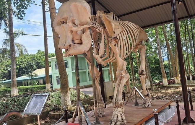 Le squelette d’une éléphante âgée de 60 ans exposé dans l’enceinte du siège du parc national de Pu Mat. le-squelette-dune-elephante-agee-de-60-ans.jpg