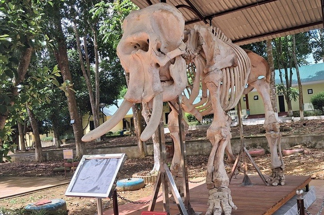 Le squelette d’un éléphant mâle adulte (45–50 ans), dont une défense mesure plus de 30 cm. le-squelette-dun-elephant-male-adulte.jpg