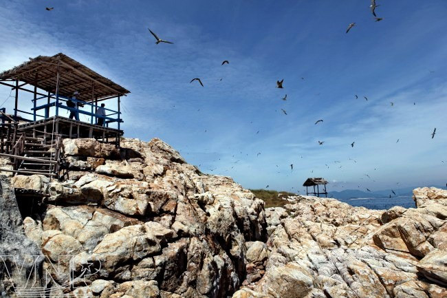 L'île de Hon Sam abrite la plus forte population de salanganes de la province de Khanh Hoa. Photo: VNP lile-de-hon-sam.jpg