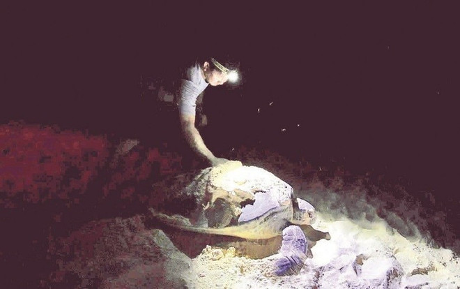 En raison du comportement des tortues marines, qui généralement ne pondent que dans l'obscurité, les gardes forestiers doivent rester éveillés toute la nuit pendant la saison de nidification, pour protéger les œufs de tortues des marées ou des prédateurs. Photo : NDEL saison-de-nidification.jpg