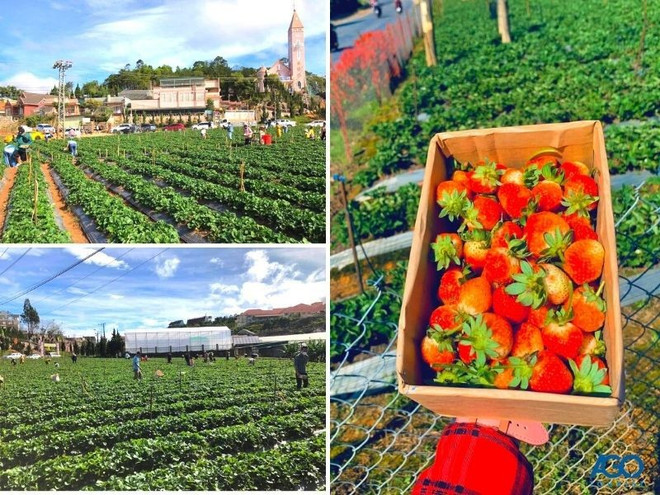 Dans le jardin de fraises 88, à Dà Lat. Photo : agotourist.com jardin-de-fraises-88.jpg